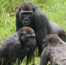 Un grupo de gorilas jóvenes socializando