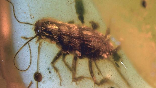 Cucaracha preservada en ámbar