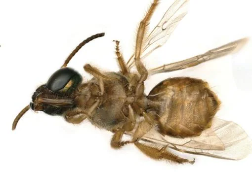 La extraña abeja que muestra mitad cuerpo de macho (izquierda) y de hembra (derecha) Chelsey Ritner / Utah State University
