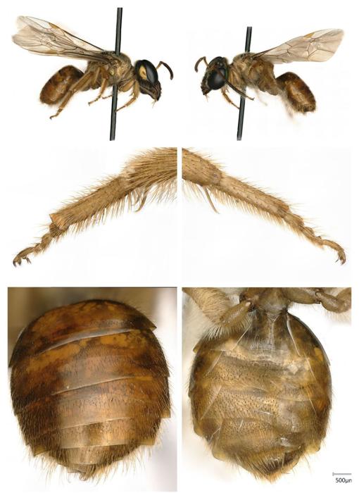 Dos abejas de la especie Megalopta Amoena.. A la izquierda, una hembra; a la derecha, un macho
