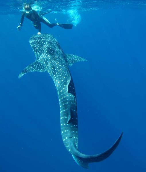 El investigador de AIMS Mark Meekan nadando con un tiburón ballena