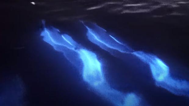 Delfines bioluminiscentes