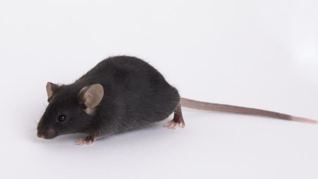 Un ratón transgénico de los Laboratorios Jackson. En enero se resucitó a partir de esperma criogenizado y ha sido criado durante meses para obtenerlo en grandes cantidades