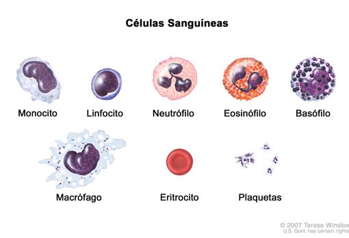 Distintos tipos de células sanguíneas, incluyendo varias del sistema inmunitario