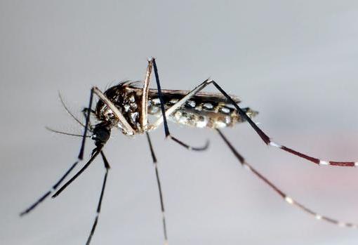 Un mosquito transmisor del dengue