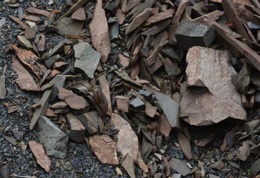 La misma planta, en un lugar montañoso con alta presión de cosecha