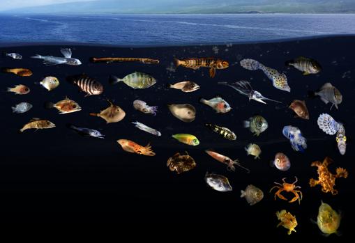 Algunas de las especies halladas representadas en una infografía