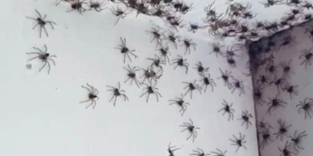The reasons for the incredible spider infestation ravaging Sydney's homes Archyde