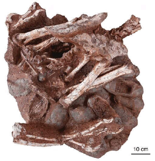 El fósil del dinosaurio sentado sobre un nido de huevos. Múltiples huevos (incluidos al menos tres que contienen embriones) son claramente visibles, al igual que los antebrazos, la pelvis, las patas traseras y la cola parcial del adulto