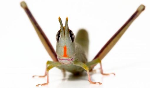 Warramaba flavolineata, one of two sexual species that interbred to form the parthenogen Warramaba virgo