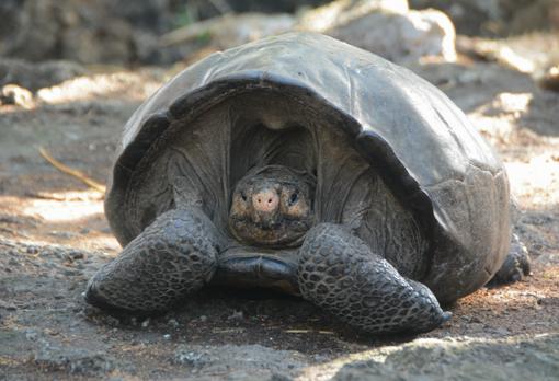 The giant tortoise 'Fernanda'