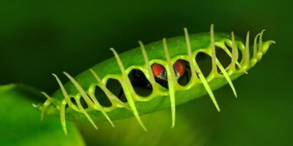 There Are Plants That Know How To Add And Others How To Divide Time 