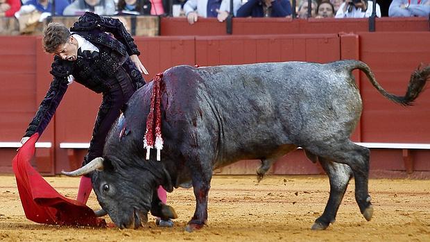 Escribano baja la mano con Cobradiezmos, el toro indultado en Sevilla, número 37, cárdeno, de 562 kilos, que hace surcos en a arena.