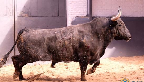 Quinto toro