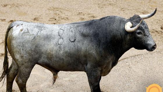 Quinto toro