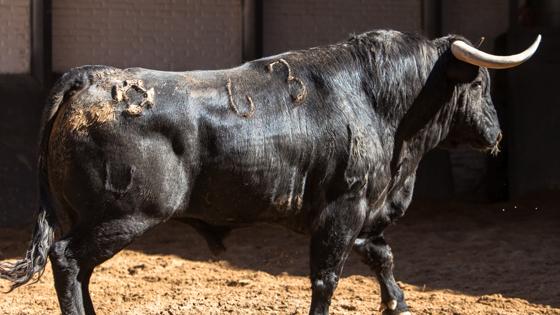 Sexto toro