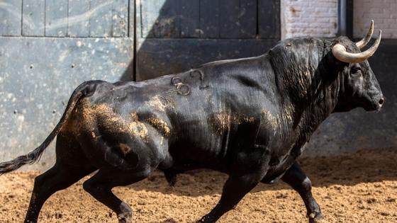 Segundo toro