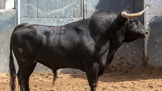 Cuarto toro