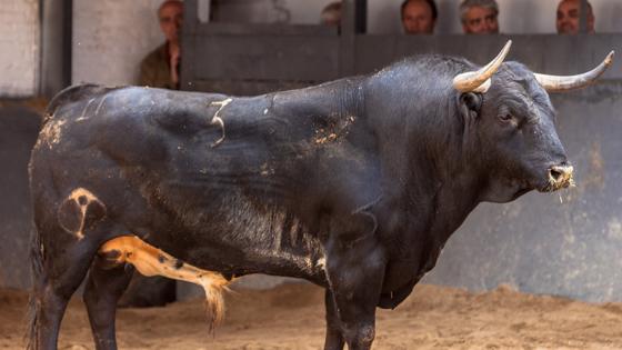 Quinto toro