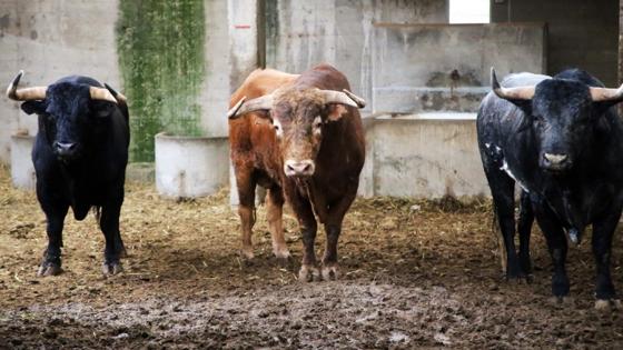 Toros en los corrales