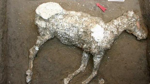 El caballo encontrado en Pompeya el pasado mes de mayo. Muy similar al descubierto recientemente