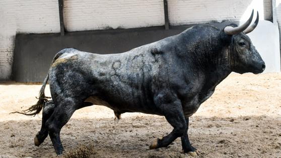 Primer toro de la tarde