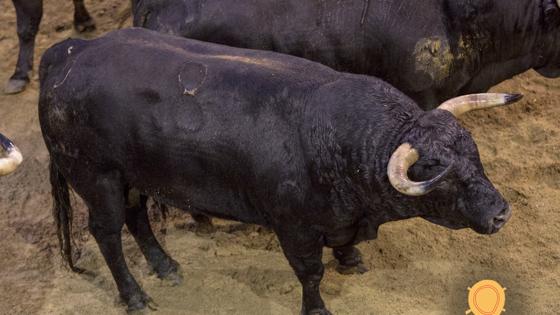 Tercer toro