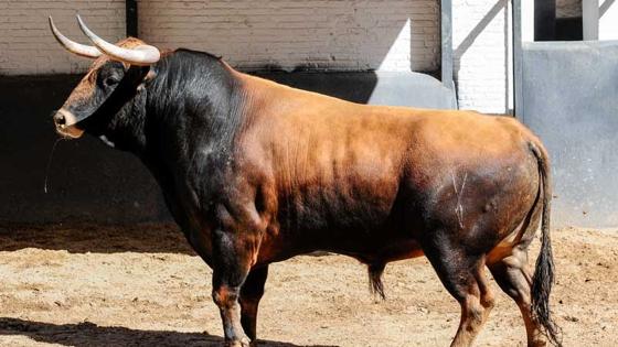 Tercer toro, de la Reina