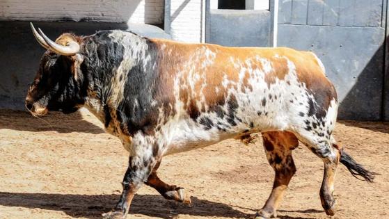Uno de los toros de esta tarde