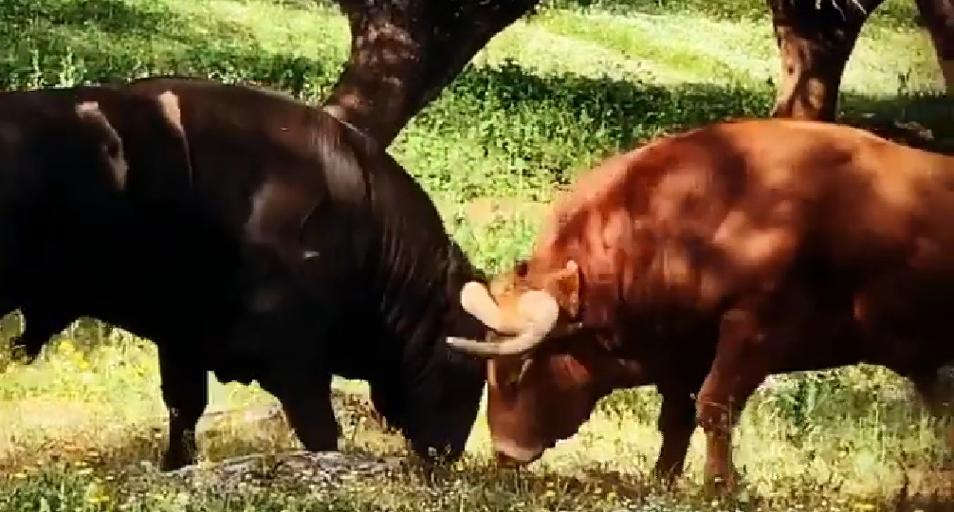 La Impresionante Pelea De Dos Toros En Tiempos Del Coronavirus
