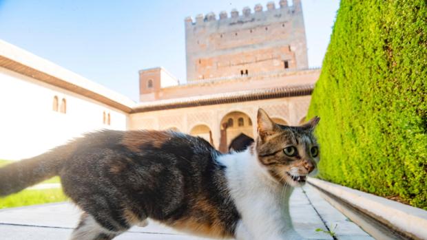 La Alhambra, «sin personal suficiente» para asegurar su La Alhambra, «sin personal suficiente» para asegurar su
