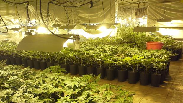 El cannabis se está convirtiendo en uno de los activos más prometedores en la capital mundial de las finanzas