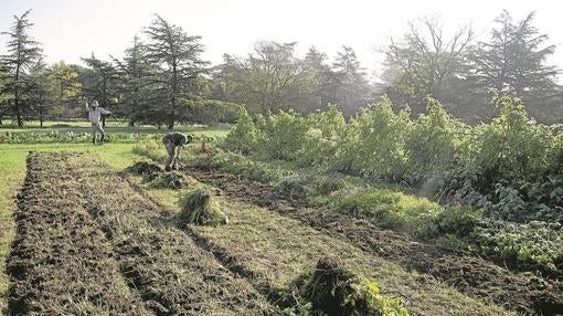 El invernadero que tiene la finca está hecho con un sistema ya obsoleto