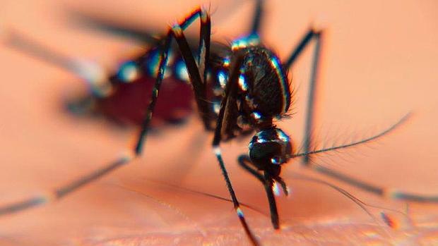 Ejemplar de un mosquito tigre