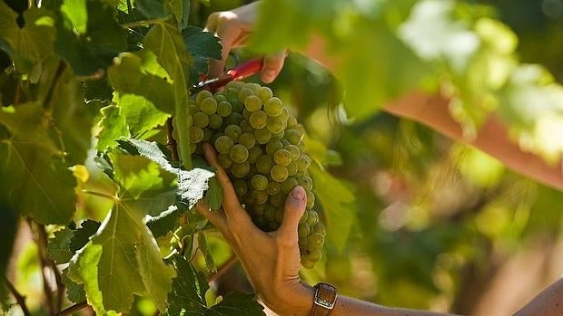 Viñedos de la bodega Segura Viudas