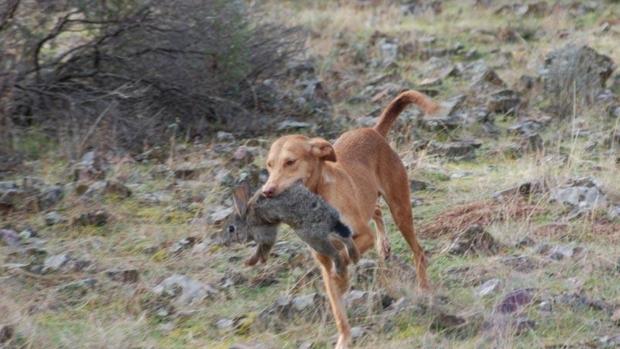 Un podenco cazando conejos en el campo
