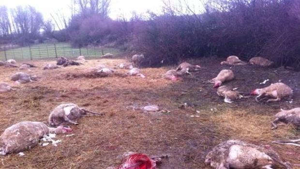 Los ataques de lobos causan grandes destrozos en las explotaciones ganaderas