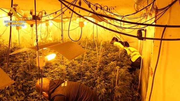 Fotografía del interior del almacén acondicionado como sofisticado invernadero de cannabis