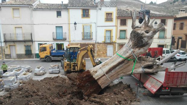 El olmo durante su retirada de la plaza
