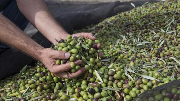 La producción de aceite de oliva para esta campaña en Castilla-La Mancha es de unas 105.000 toneladas
