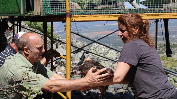 Liberadas dos águilas perdiceras en los Montes de Toledo
