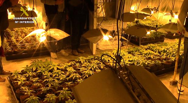 Aspecto de una de las plantaciones, que conlleva un elvado fraude eléctrico