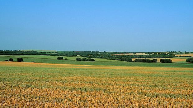 Terrenos en el Campo de Montiel (Ciudad Real), donde se pretendía realizar el proyecto de tierras raras