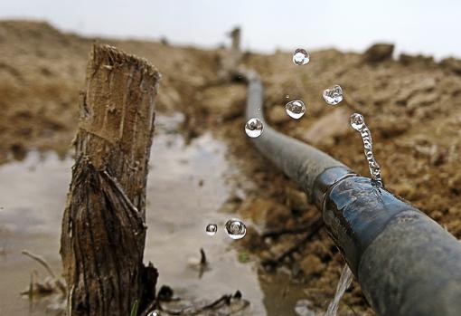 Imagen de una conducción de agua en un cultivo de Elche