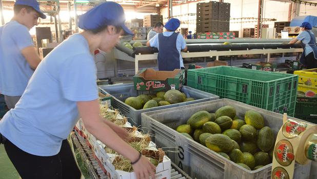 Trabajadores de la cooperativa Santiago Apóstol de Tomelloso /(Ciudad Real)