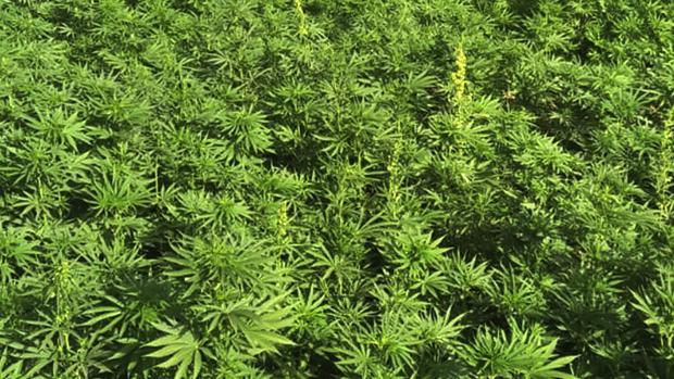 El joven detenido tenía también su propia plantación de marihuana