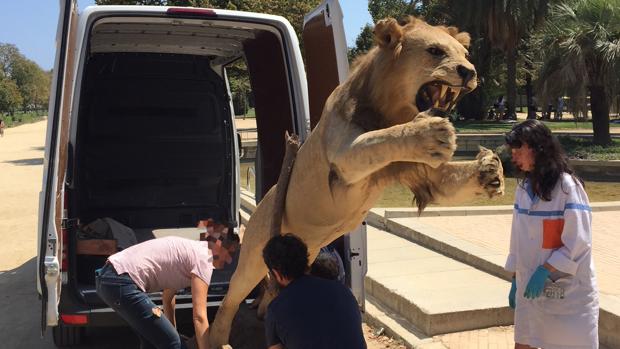 El león, una vez decomisado, fue despositado en un museo para que pueda ser visto por los visitantes