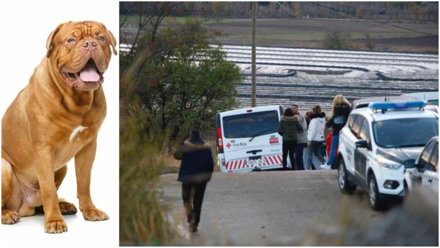 A la izda. un dogo de Burdeos; a la dcha., lugar de la tragedia