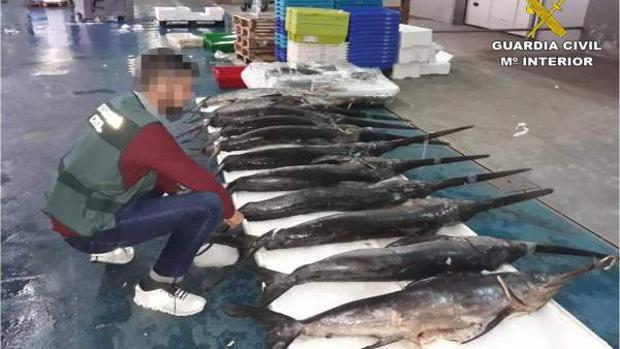 Imagen de parte del pescado intervenido