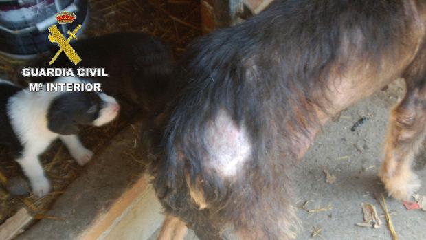 Imagen de uno de los perros rescatados